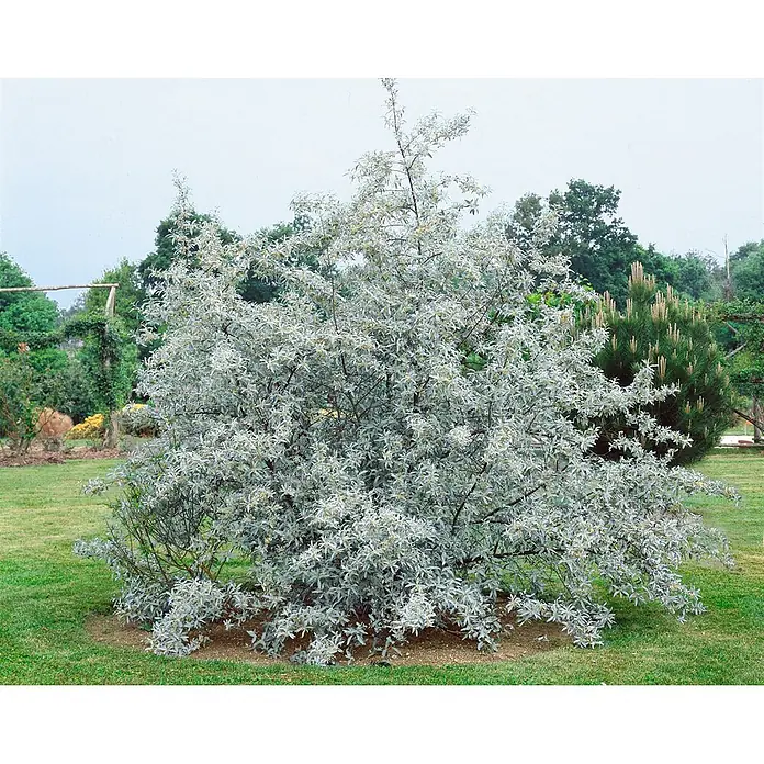 Pflanzen für dich Wintergrüne Ölweide 150-200 cm - Elaeagnus angustifolia, 150 cm - 200 cm - Silbrig belaubter Strauch mit buschigem Wuchs in einem Garten.