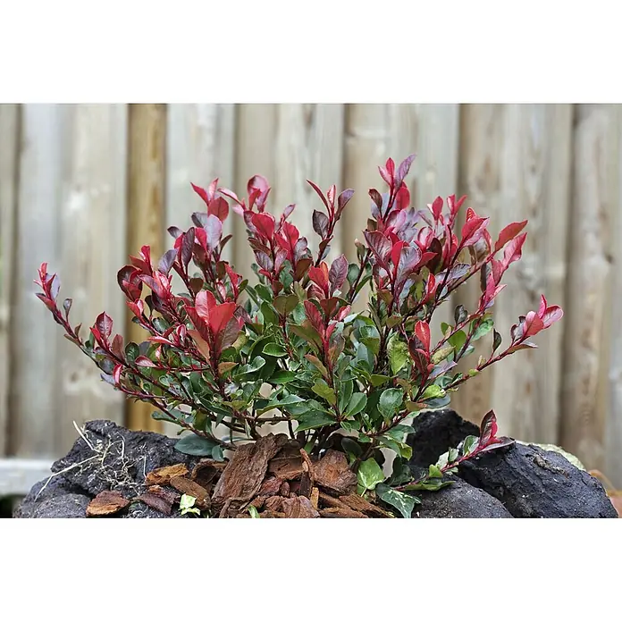 Pflanzen für dich Glanzmispel 20-30 cm - Photinia fraseri 'Little Red Robin' - Kompakter Strauch mit leuchtend roten und grünen Blättern, im Freien zwischen Steinen und Mulch gepflanzt.