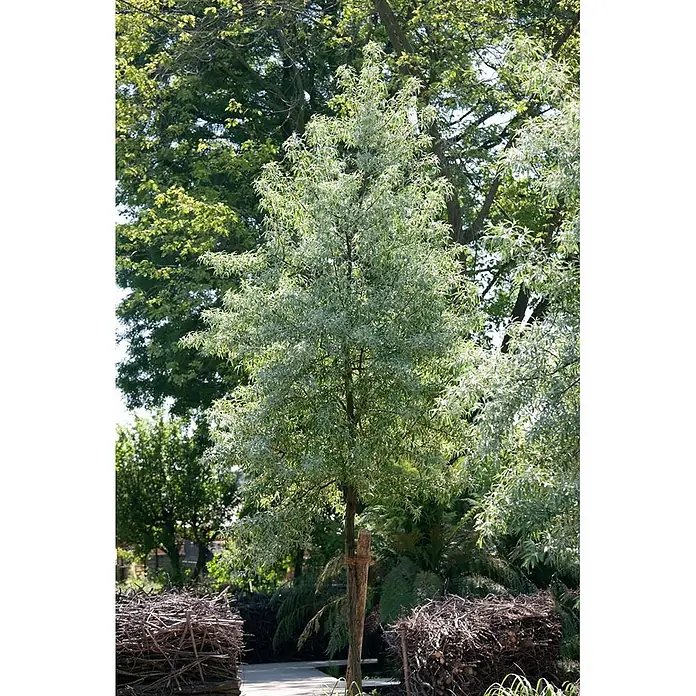 Pflanzen für dich Wintergrüne Ölweide 150-200 cm - Elaeagnus angustifolia, 150 cm - 200 cm - Ein schlanker Baum mit silbrig-grünen Blättern, gestützt in einer Gartenanlage mit weiteren Pflanzen und Reisighaufen.
