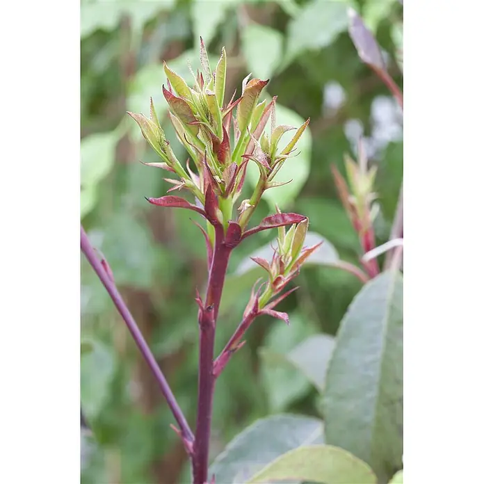 Pflanzen für dich Glanzmispel 20-30 cm - Photinia fraseri 'Little Red Robin' - Nahaufnahme neuer Pflanzenriebe mit roten Stielen und leuchtend grünen, rotspitzigen Blättern.