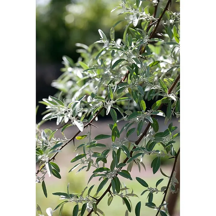 Pflanzen für dich Wintergrüne Ölweide 150-200 cm - Elaeagnus angustifolia, 150 cm - 200 cm - Strauch mit silbrig-grünen, länglichen Blättern und dornigen braunen Ästen.