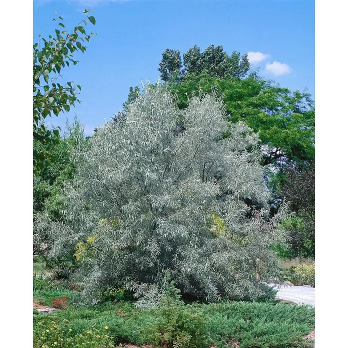 Pflanzen für dich Wintergrüne Ölweide 150-200 cm - Elaeagnus angustifolia, 150 cm - 200 cm - Ein dichter, silberblättriger Strauch oder kleiner Baum in einem Garten mit grünem Laub und blauem Himmel.