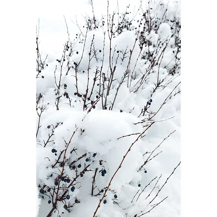 Pflanzen für dich Glanzmispel 40-60 cm - Cotoneaster lucidus - Kahle Äste mit dunklen Beeren, bedeckt mit frischem weißem Schnee.