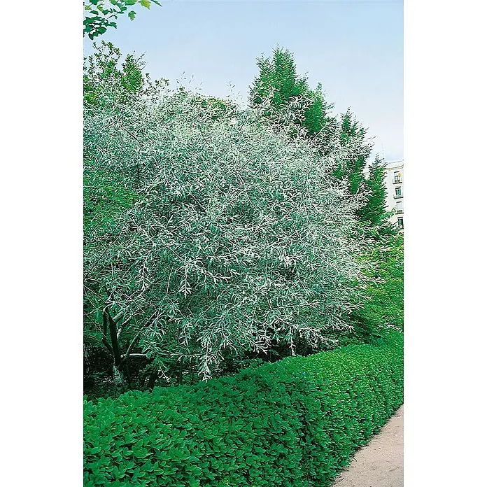 Pflanzen für dich Wintergrüne Ölweide 150-200 cm - Elaeagnus angustifolia, 150 cm - 200 cm - Ein dichter Baum mit schimmernden silbrig-grünen Blättern, der in einem Garten neben einer dunkelgrünen Hecke gedeiht.