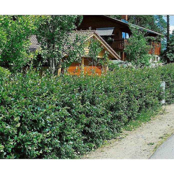 Pflanzen für dich Glanzmispel 40-60 cm - Cotoneaster lucidus - Dichte grüne Hecke begrenzt einen Feldweg, dahinter ist ein Holzhaus sichtbar.