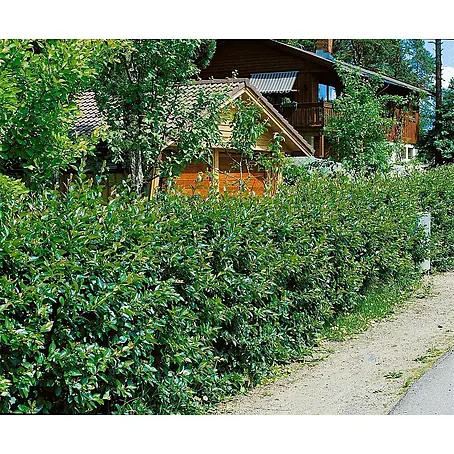 Pflanzen für dich  Glanzmispel 40-60 cm