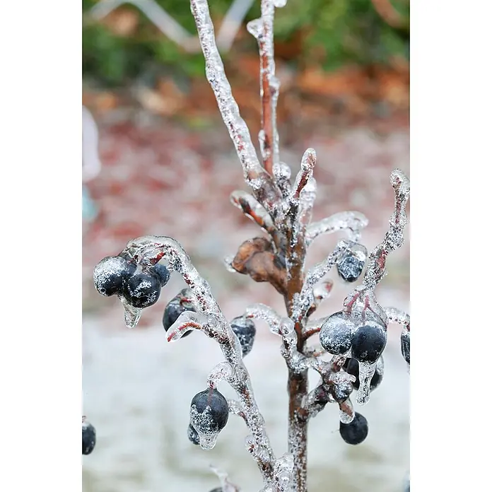 Pflanzen für dich Glanzmispel 40-60 cm - Cotoneaster lucidus - Äste mit dunklen Beeren, umhüllt von einer dicken Schicht glitzernden Eises.