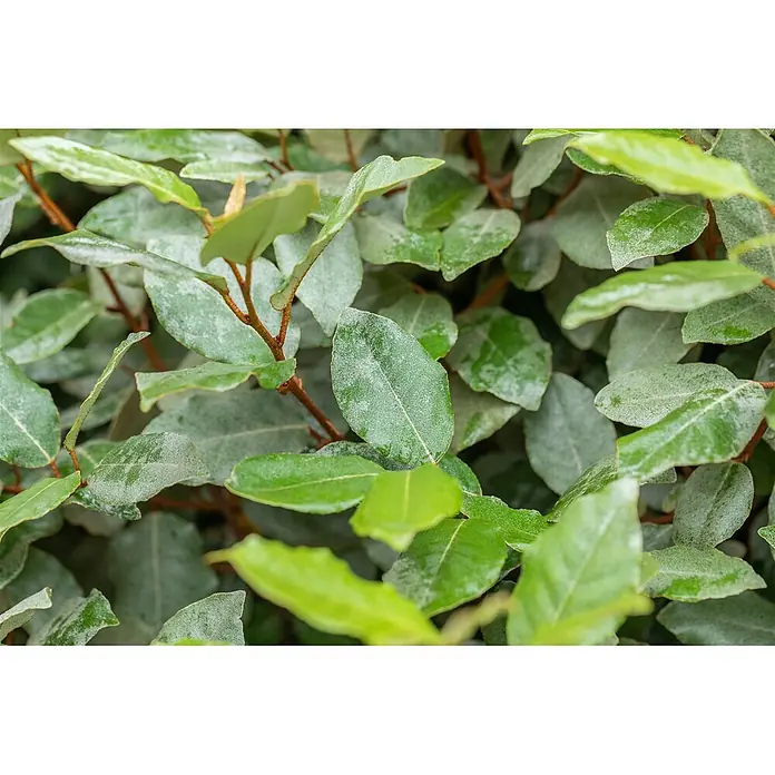 Pflanzen für dich Wintergrüne Ölweide 50-60 cm - Elaeagnus ebbingei 'Compacta', 50 cm - 60 cm - Üppige Grünpflanze mit texturierten Blättern, teils silbrig bestäubt, und rotbraunen Stängeln.