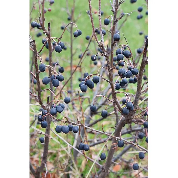 Pflanzen für dich Glanzmispel 40-60 cm - Cotoneaster lucidus - Dunkelblaue Beeren hängen an kahlen Ästen eines Strauches.