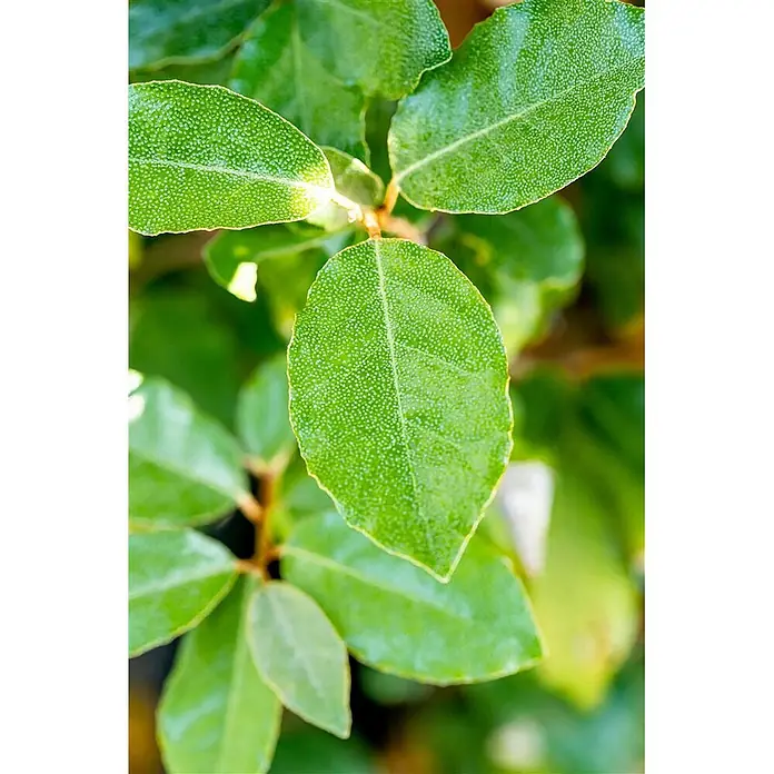 Pflanzen für dich Wintergrüne Ölweide 50-60 cm - Elaeagnus ebbingei 'Compacta', 50 cm - 60 cm - Grüne Blätter mit feiner, punktierter Textur und deutlichen Mittelrippen.