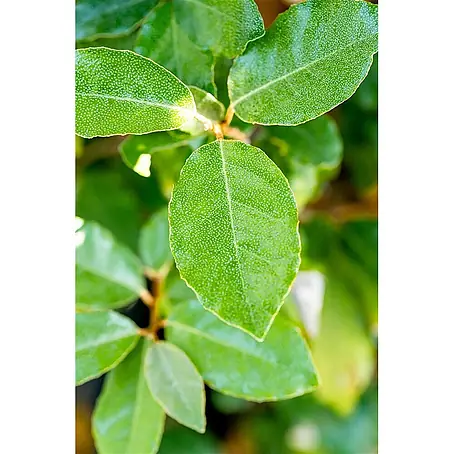 Pflanzen für dich  Wintergrüne Ölweide 50-60 cm