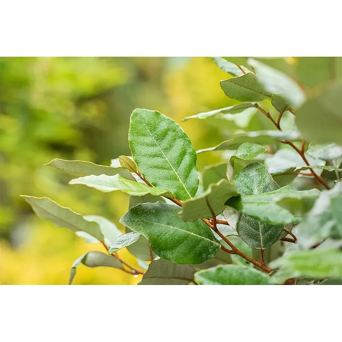 Pflanzen für dich Wintergrüne Ölweide 50-60 cm - Elaeagnus ebbingei 'Compacta', 50 cm - 60 cm - Nahaufnahme von leuchtend grünen Blättern an rotbraunen Zweigen, einige mit silbrigen Unterseiten.