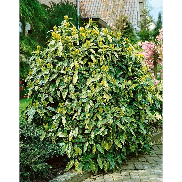 Pflanzen für dich Glanzmispel 10-15 cm - Aucuba japonica 'Crotonifolia' - Runder Zierstrauch mit panaschierten grün-gelben Blättern und gelb-grünen Knospen im Garten neben einem Weg.
