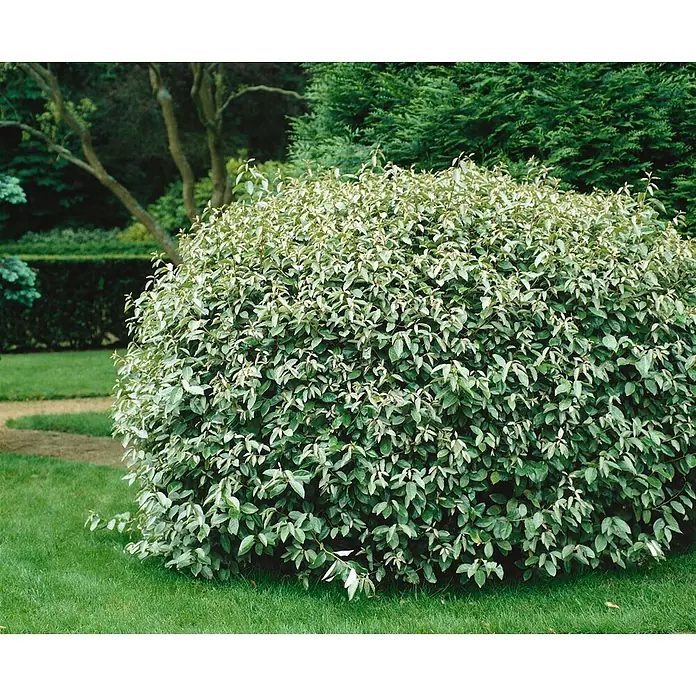 Pflanzen für dich Wintergrüne Ölweide 100-125 cm - Elaeagnus × ebbingei, 100 cm - 125 cm - Dichter, runder Strauch mit grünen und silbrig-grünen Blättern, auf grünem Rasen in einem Garten.
