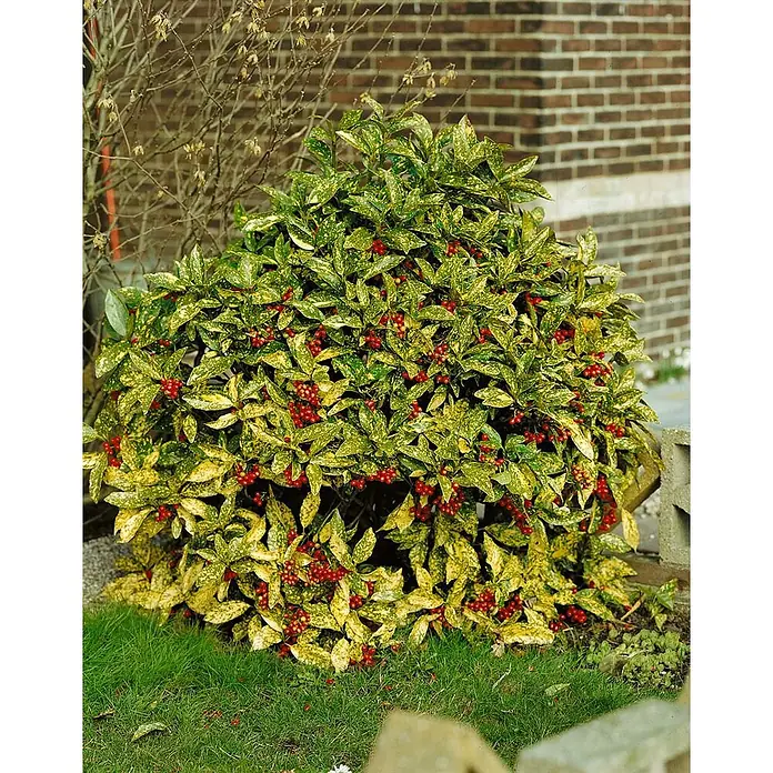 Pflanzen für dich Glanzmispel 10-15 cm - Aucuba japonica 'Crotonifolia' - Ein dichter, bunter Strauch mit gesprenkelten grün-gelben Blättern, reich an leuchtend roten Beeren, im Freien wachsend.