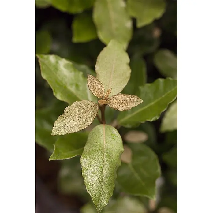 Pflanzen für dich Wintergrüne Ölweide 50-60 cm - Elaeagnus ebbingei 'Compacta', 50 cm - 60 cm - Nahaufnahme eines Pflanzenzweigs mit hellgrünen Blättern, die neuen haben eine gesprenkelte, bronzefarbene Textur.