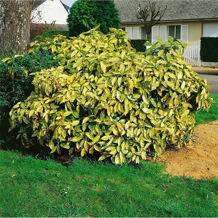 Pflanzen für dich Glanzmispel 10-15 cm - Aucuba japonica 'Crotonifolia' - Ein leuchtender, panaschierter Strauch mit gesprenkelten gelb-grünen Blättern und kleinen roten Beeren im Garten.
