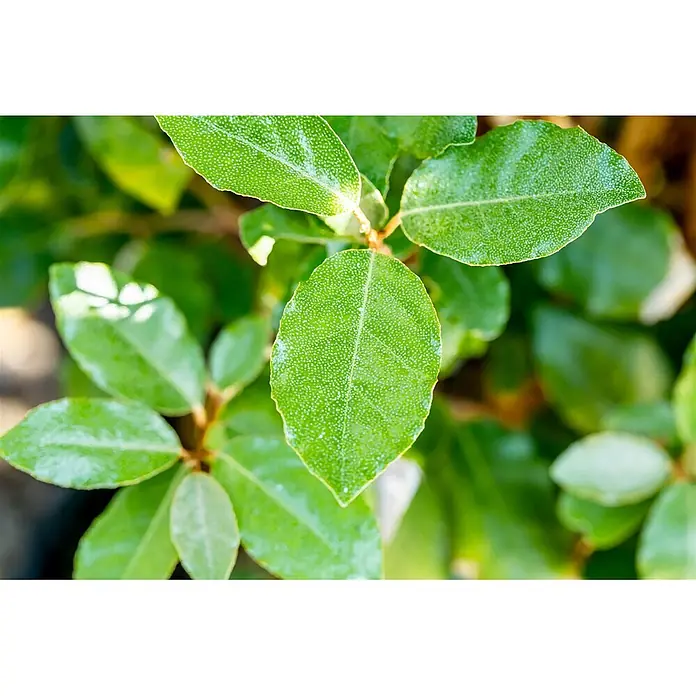 Pflanzen für dich Wintergrüne Ölweide 50-60 cm - Elaeagnus ebbingei 'Compacta', 50 cm - 60 cm - Nahaufnahme von leuchtend grünen Blättern mit sichtbarer, strukturierter Oberfläche, beleuchtet von natürlichem Licht.