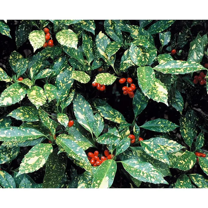 Pflanzen für dich Glanzmispel 10-15 cm - Aucuba japonica 'Crotonifolia' - Strauch mit grün-gelb gesprenkelten Blättern und roten Beerenbüscheln.