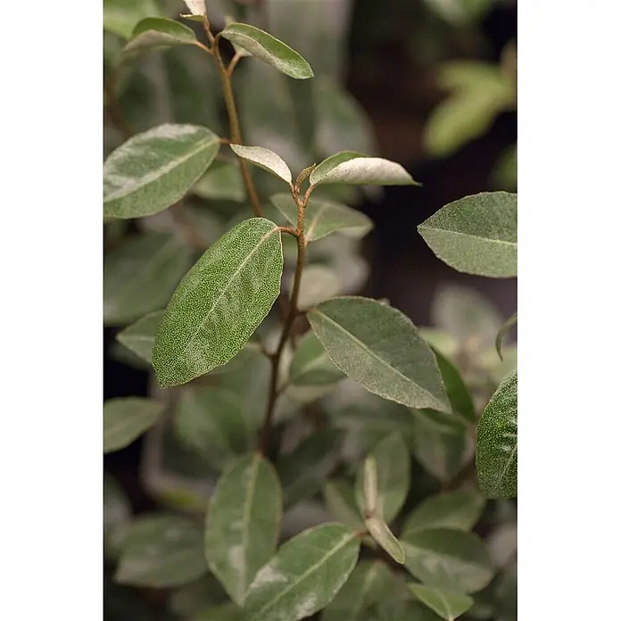 Pflanzen für dich Wintergrüne Ölweide 100-125 cm - Elaeagnus × ebbingei, 100 cm - 125 cm - Nahaufnahme einer Pflanze mit grünen Blättern, einige mit einer auffälligen silbrig-gepunkteten Textur oben und helleren Unterseiten.
