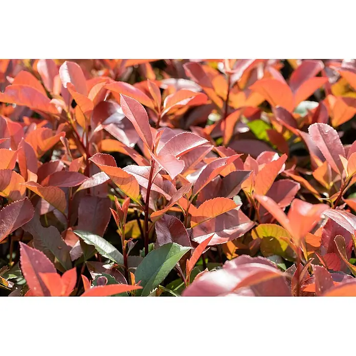 Pflanzen für dich Glanzmispel 2 Liter - Photinia × fraseri 'Red Robin' - Lebhaft rötlich-orange Blätter einer Pflanze, mit einigen grünen Blättern dazwischen, die neues Wachstum zeigen.