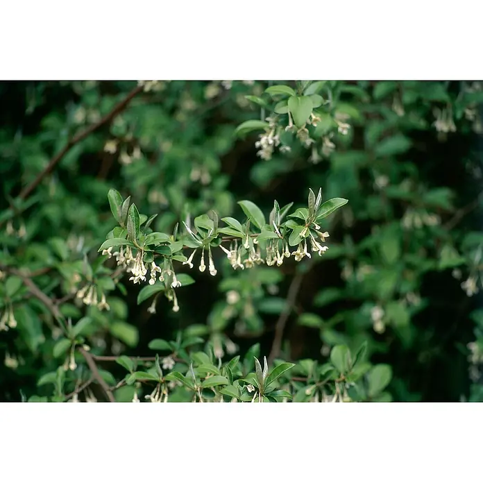 Pflanzen für dich Wintergrüne Ölweide 100-125 cm - Elaeagnus × ebbingei, 100 cm - 125 cm - Blühender Zweig mit kleinen grünen Blättern und herabhängenden hellgelben, glockenförmigen Blüten.