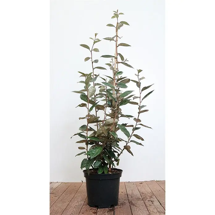Pflanzen für dich Wintergrüne Ölweide 60-80 cm - Elaeagnus x ebbingei, 60 cm - 80 cm - Hohe Topfpflanze mit grünen und silbrig-braunen Blättern, von Stäben gestützt, in schwarzem Topf.