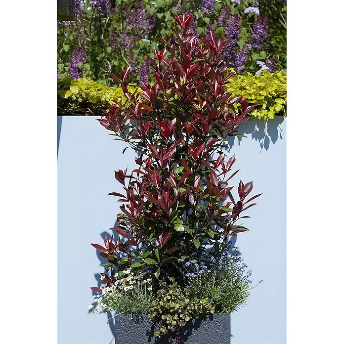 Pflanzen für dich Glanzmispel 40-60 cm - Photinia fraseri 'Red Robin' - Hoher dunkelgrauer rechteckiger Pflanzkübel mit einem leuchtend rotblättrigen Strauch und kleineren Blütenpflanzen.