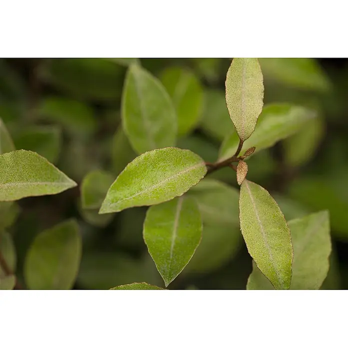 Pflanzen für dich Wintergrüne Ölweide 100-125 cm - Elaeagnus × ebbingei, 100 cm - 125 cm - Üppige grüne, texturierte Blätter mit rotbraunen Rändern an einem Ast, mit zarten Mittelrippen und kleinen Knospen.