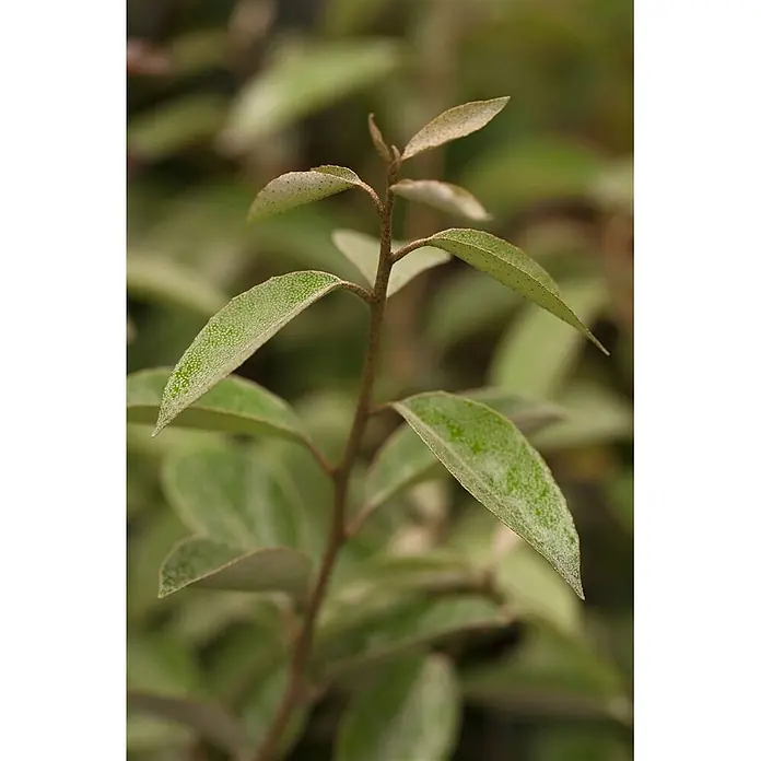 Pflanzen für dich Wintergrüne Ölweide 100-125 cm - Elaeagnus × ebbingei, 100 cm - 125 cm - Nahaufnahme eines Pflanzenstängels mit braunem Stiel und texturierten grünen Blättern, der neues Wachstum zeigt.