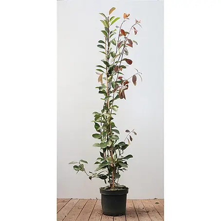 Pflanzen für dich  Glanzmispel 125-150 cm