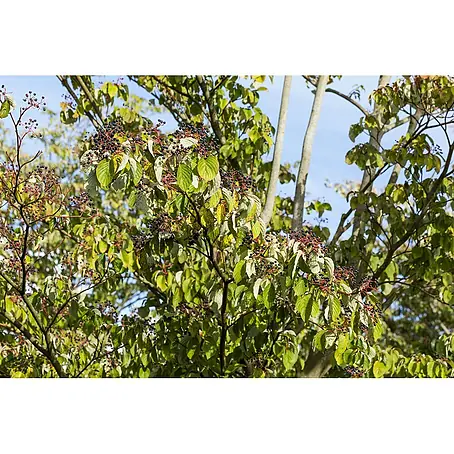 Pflanzen für dich  Hartriegel 100-125 cm