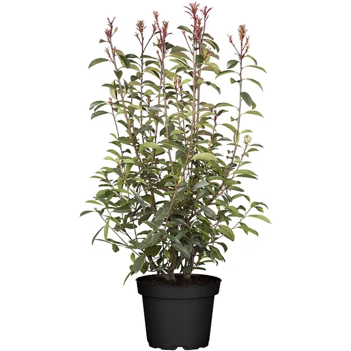 Pflanzen fr dich Glanzmispel 100-125 cm online kaufen bei BAUHAUS