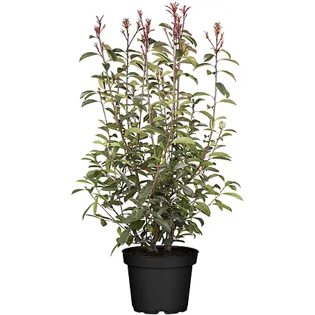 Pflanzen für dich  Glanzmispel 100-125 cm