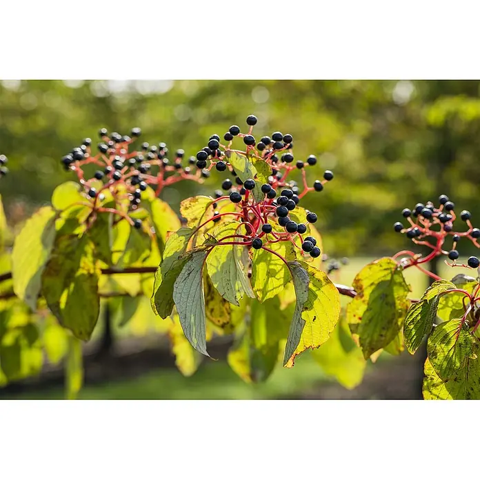 Pflanzen für dich Hartriegel 150-200 cm - Cornus sanguinea, Creme - Zweig mit dunkelblauen Beeren und grünen Blättern, leuchtend im Sonnenlicht.