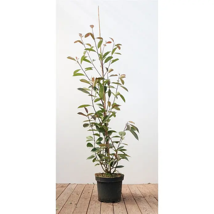 gummibaum schlafzimmer Gummibaum XL | Ficus elastica