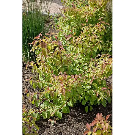 Pflanzen für dich  Hartriegel 40-60 cm