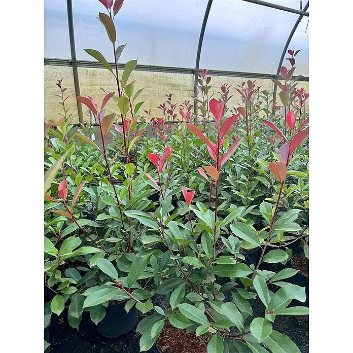 Pflanzen für dich Glanzmispel 2 Liter - Photinia × fraseri 'Red Robin' - Junge Pflanzen mit leuchtend rotem und grünem Neuaustrieb, in Töpfen in einem Gewächshaus.