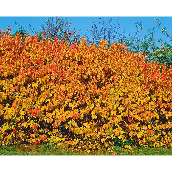 Pflanzen für dich Hartriegel 150-200 cm - Cornus sanguinea, Creme - Lebhafte Herbsthecke mit gelben, orangen und roten Blättern.