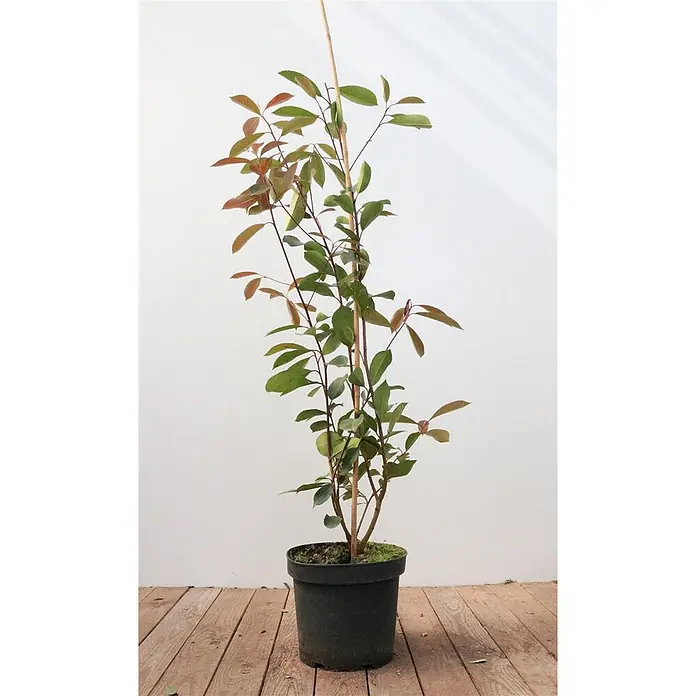 Pflanzen für dich Glanzmispel Glanzmispel - Photinia fraseri 'Red Robin' - Topfpflanze mit grünen und rötlichen Blättern, gestützt von einem Holzstab, in einem schwarzen Topf.