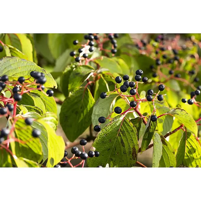 Pflanzen für dich Hartriegel 150-200 cm - Cornus sanguinea, Creme - Schwarze Beeren an einer Pflanze mit grünen Blättern und roten Stielen, nah aufgenommen.