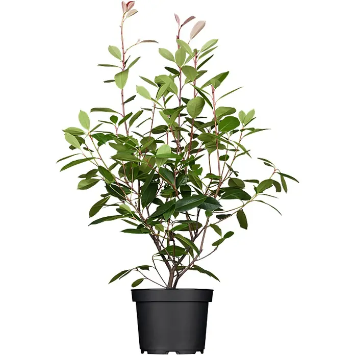 Pflanzen für dich Glanzmispel Glanzmispel - Photinia fraseri 'Red Robin' - Kleine grüne Pflanze mit rötlichen Stielen und jungen Blättern in einem schwarzen Plastiktopf.