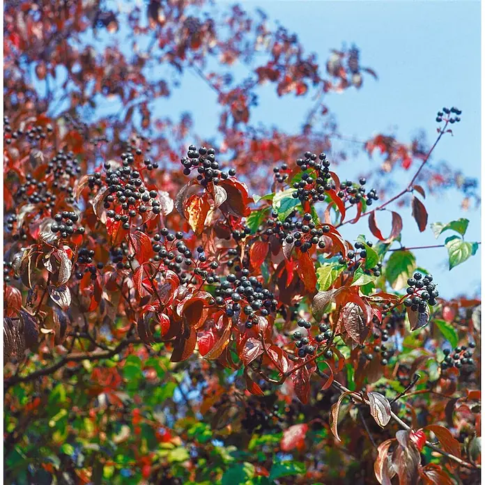Pflanzen für dich Hartriegel 150-200 cm - Cornus sanguinea, Creme - Strauch mit dichten Trauben dunkler Beeren und leuchtend rotbraunen Herbstblättern vor blauem Himmel.