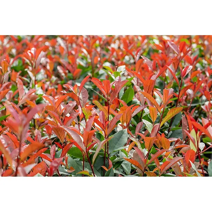 Pflanzen für dich Glanzmispel 40-60 cm - Photinia fraseri 'Devil's Dream' - Lebhaft rotes und grünes Laub von Photinia-Pflanzen, das neue Triebe zwischen älteren Blättern zeigt.