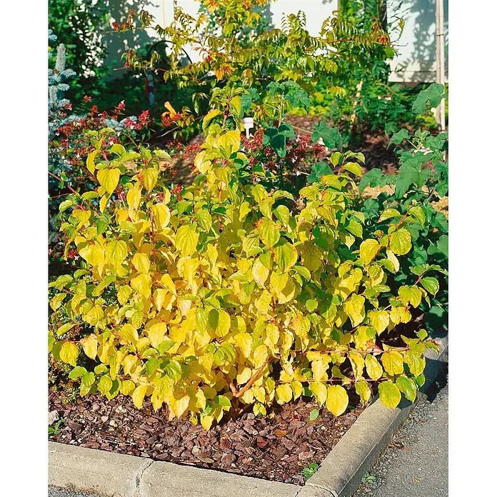 Pflanzen für dich Hartriegel 15-20 cm - Cornus sanguinea 'Midwinter Fire', Creme - Ein leuchtend gelbblättriger Zierstrauch mit roten Stielen, gepflanzt in einem gemulchten Gartenbeet neben einem Betonweg.