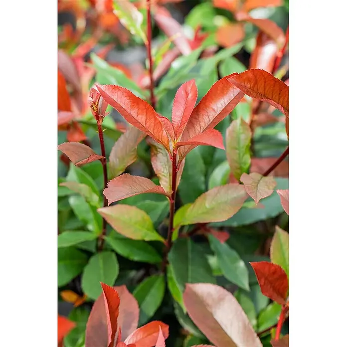 Pflanzen für dich Glanzmispel 40-60 cm - Photinia fraseri 'Devil's Dream' - Pflanze mit leuchtend roten neuen Trieben und dunkelgrünen älteren Blättern.