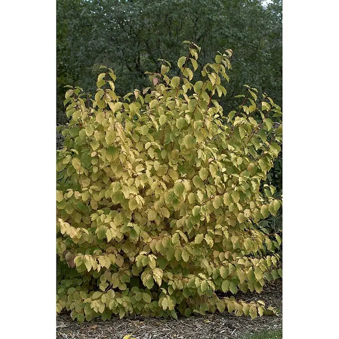 Pflanzen für dich Hartriegel 15-20 cm - Cornus sanguinea 'Midwinter Fire', Creme - Ein dichter Strauch mit hellgrünen Blättern und roten Stielen. Der Boden ist mit Mulch bedeckt.