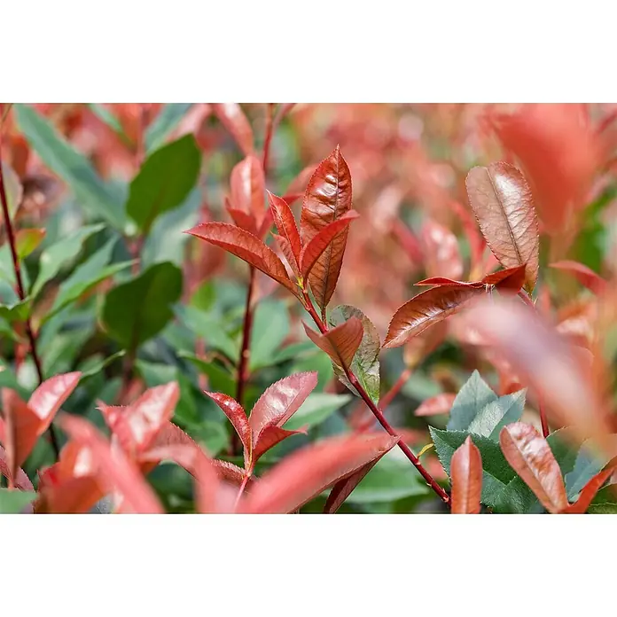 Pflanzen für dich Glanzmispel 40-60 cm - Photinia fraseri 'Devil's Dream' - Leuchtend rote junge Blätter und dunkelgrüne, ausgewachsene Blätter einer gesunden Pflanze, Zeichen frischen Wachstums.