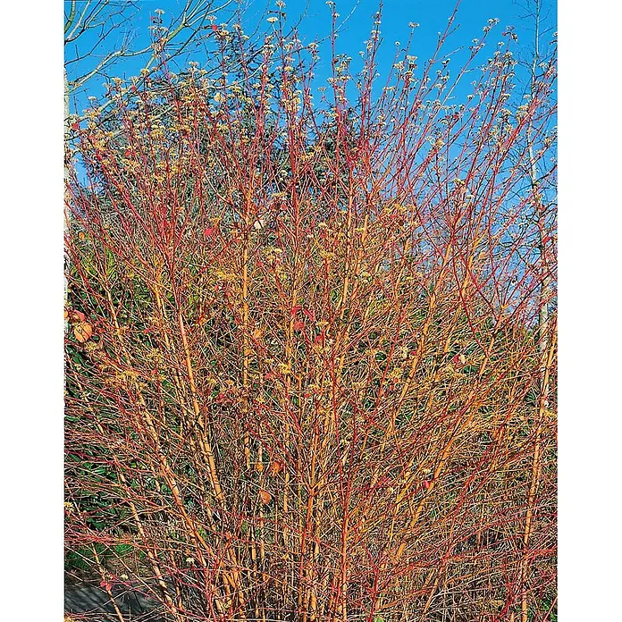 Pflanzen für dich Hartriegel 15-20 cm - Cornus sanguinea 'Midwinter Fire', Creme - Lebhafter Strauch mit markanten roten und orangefarbenen kahlen Ästen und kleinen cremefarbenen Blütenknospen vor blauem Himmel.