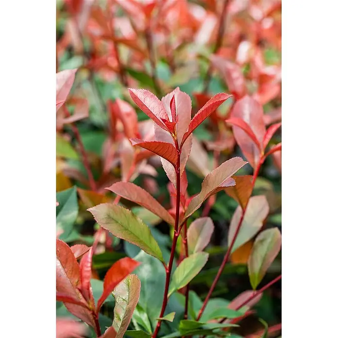 Pflanzen für dich Glanzmispel 40-60 cm - Photinia fraseri 'Devil's Dream' - Nahaufnahme einer Pflanze mit leuchtend roten jungen Blättern, die zu grünen älteren Blättern an roten Stielen übergehen.